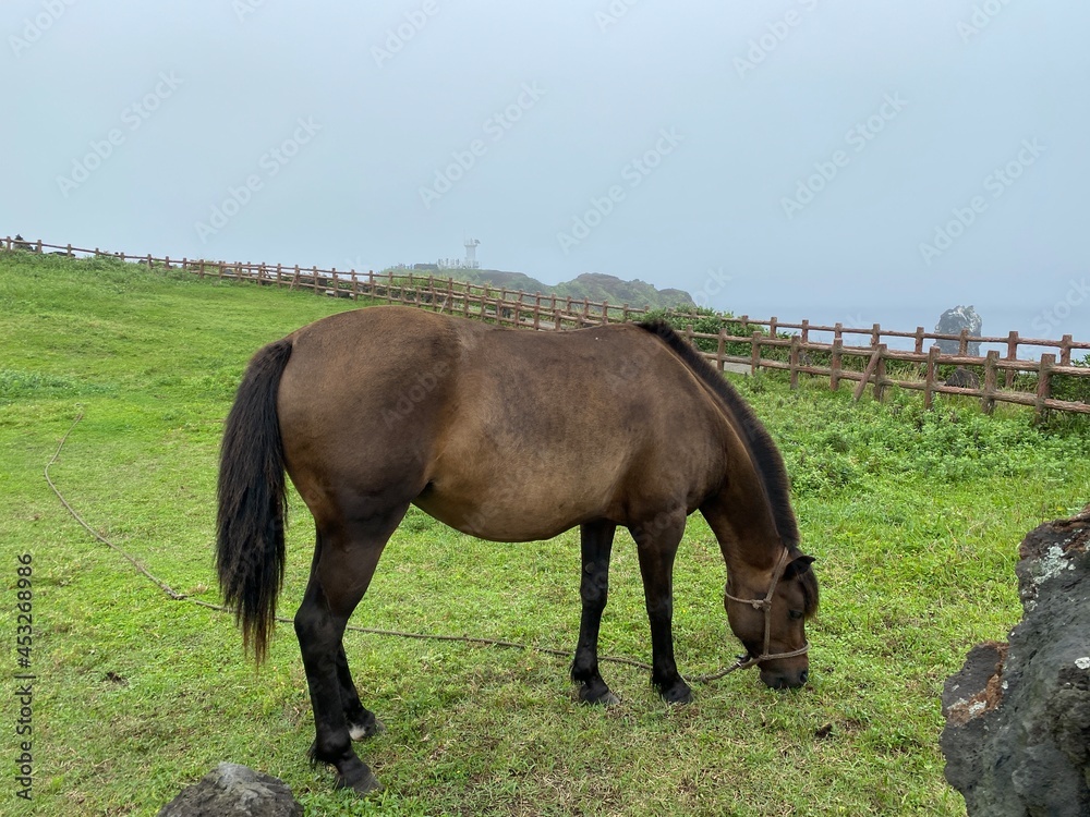 Fototapeta premium horse in the field