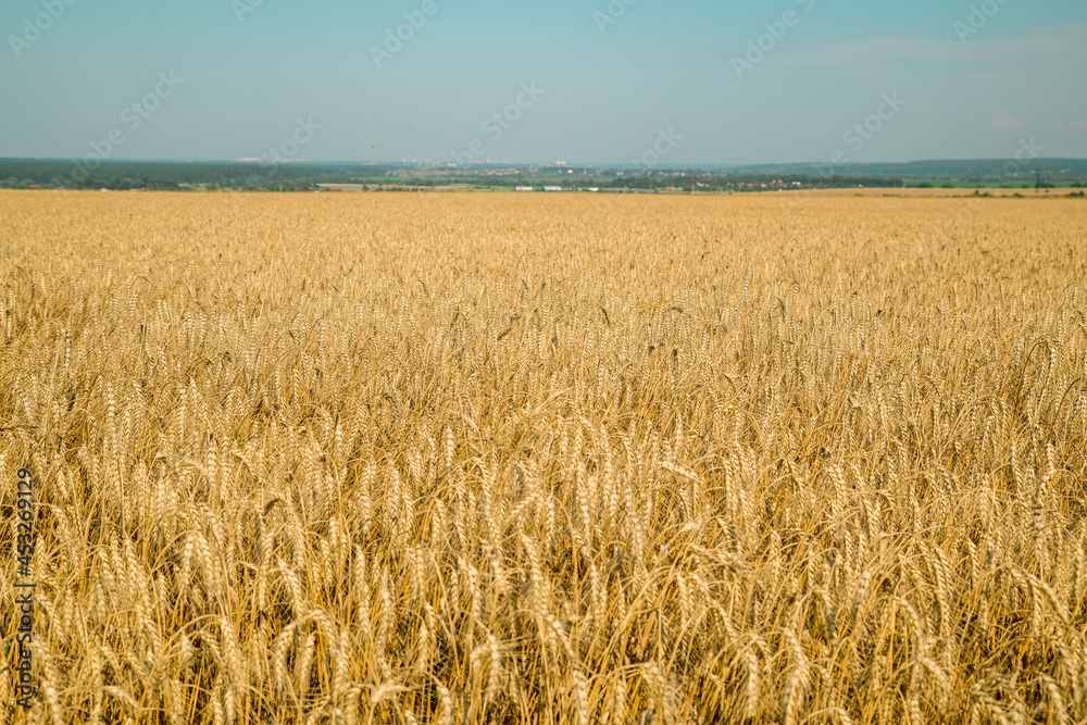 Golden wheat field in august. Selective focus Golden wheat field in august. Selective focus
