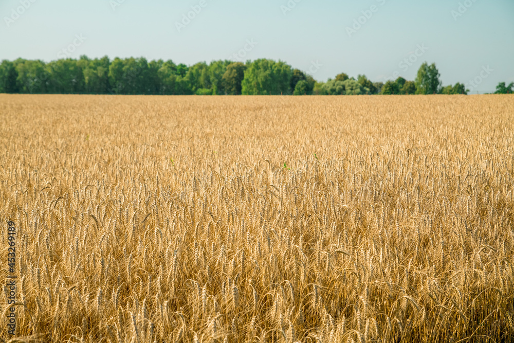 Golden wheat field in august. Selective focus