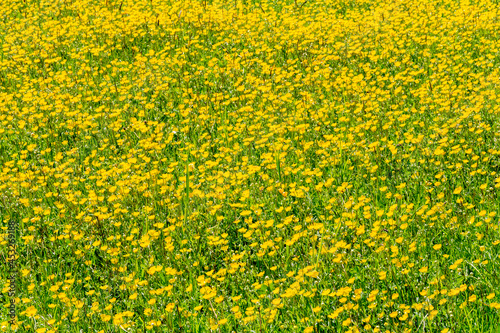 Yellow flower meadow