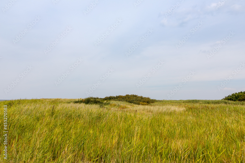 grass and sky grass and sky