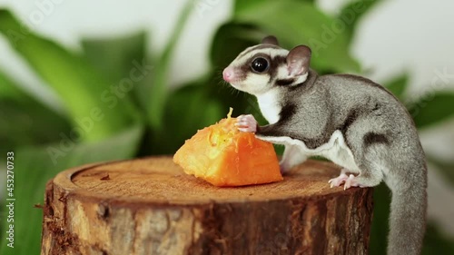 The sugar glider (Petaurus breviceps) is a small marsupial originally native to eastern and northern mainland Australia, Papua Island, and the Bismarck Archipelago, and introduced to Tasmania. photo