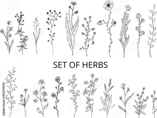  Abstract vector vintage set of field herbs and flowers. Chamomile. Dandelion. Black and white botanical design template  eps pattern on transparent background
