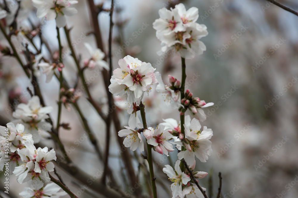 colourful, flowering Almond tree in blossom, in Adelaide, South Australia colourful, flowering Almond tree in blossom, in Adelaide, South Australia
