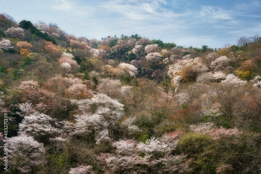 桜 桜