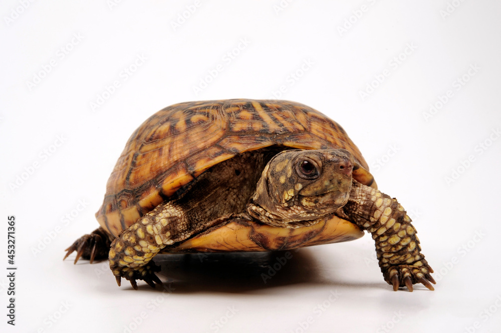 Common box turtle // Carolina-Dosenschildkröte (Terrapene carolina carolina) Common box turtle // Carolina-Dosenschildkröte (Terrapene carolina carolina)