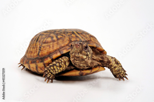 Common box turtle // Carolina-Dosenschildkröte (Terrapene carolina carolina)