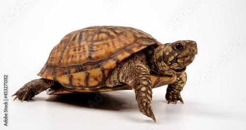 Carolina-Dosenschildkröte // Common box turtle (Terrapene carolina carolina)