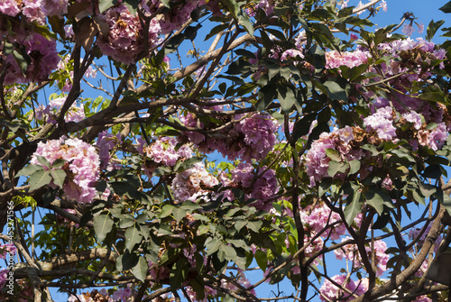 Flower Matilisguate, Tabebuia rosea Bertol photo