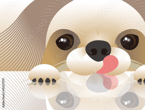 お茶目な我が家の愛犬のペキニーズ