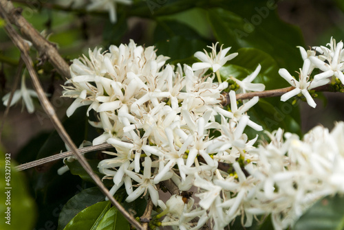Billede på lærred Coffee tree blossom with white color flower close up view