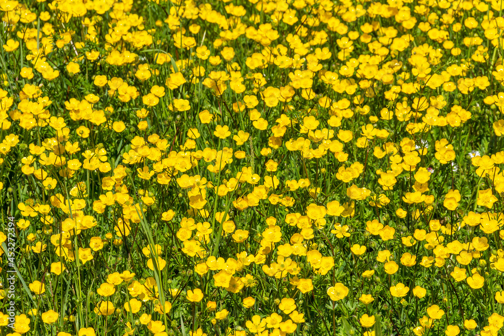 Yellow flower meadow