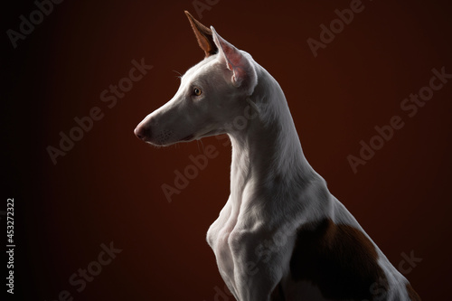 dog on a red background in the studio. portrait spanish greyhound  podenko ibitsenko