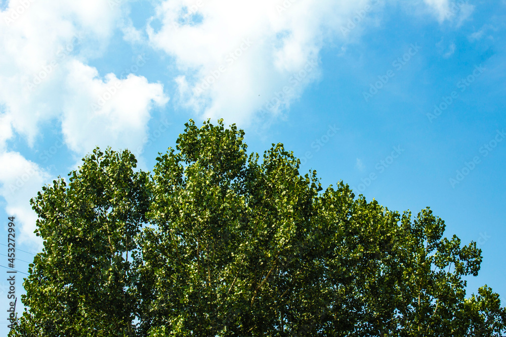 Poplar crowns on a background of blue sky, wallpaper, texture Poplar crowns on a background of blue sky, wallpaper, texture