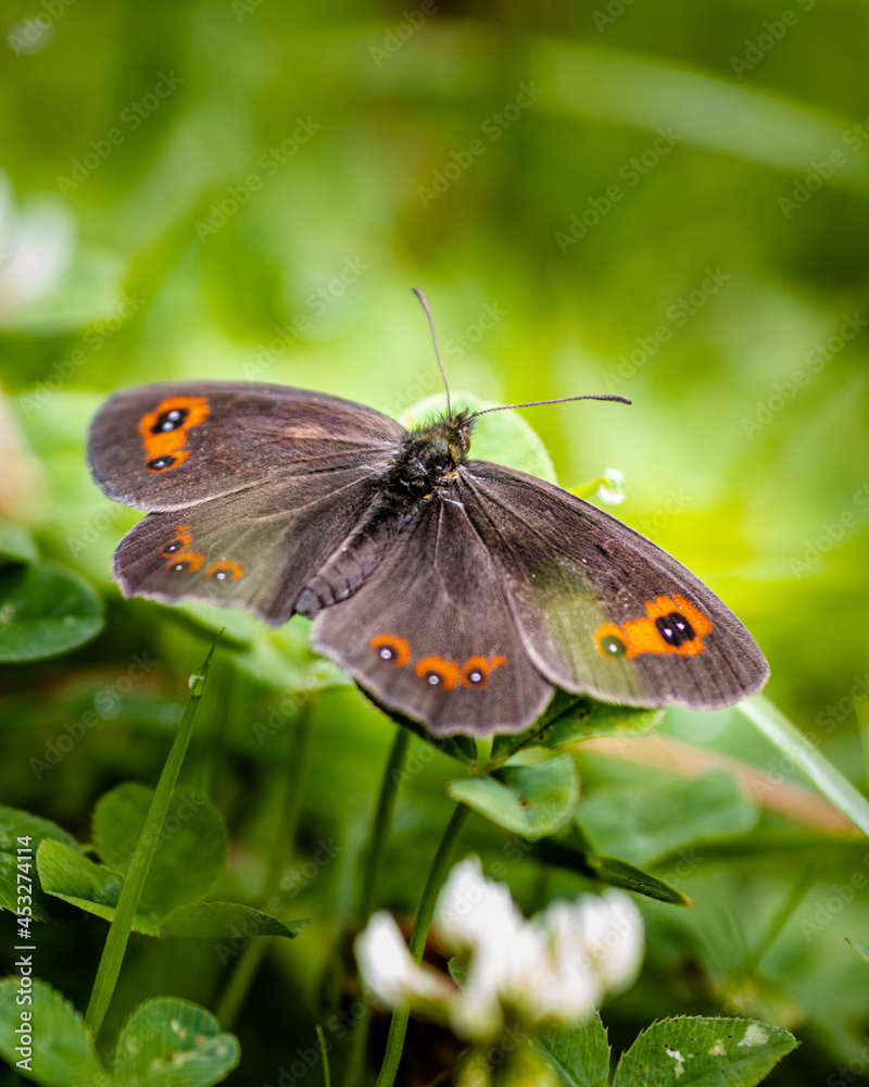Fototapeta premium Motyl w trawie 