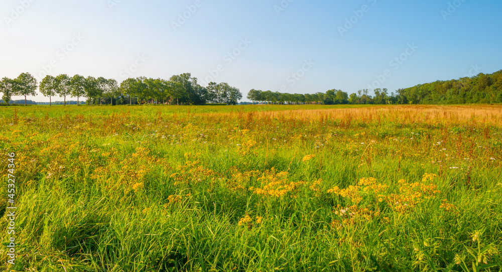 Wild flowers and trees in a field in wetland under a blue sky in sunlight at sundown in summer, Noordoostpolder, Schokland, Flevoland, Netherlands, August 23, 2021 