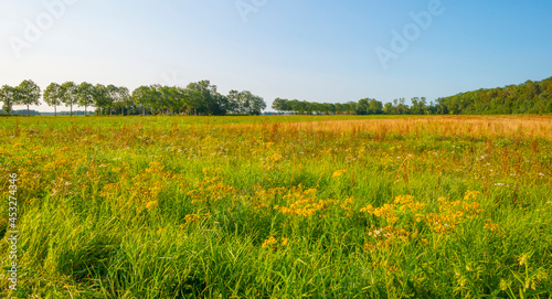 Wild flowers and trees in a field in wetland under a blue sky in sunlight at sundown in summer, Noordoostpolder, Schokland, Flevoland, Netherlands, August 23, 2021 