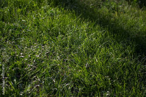 green grass. the carpet is made of lelen grass, juicy, beautiful.