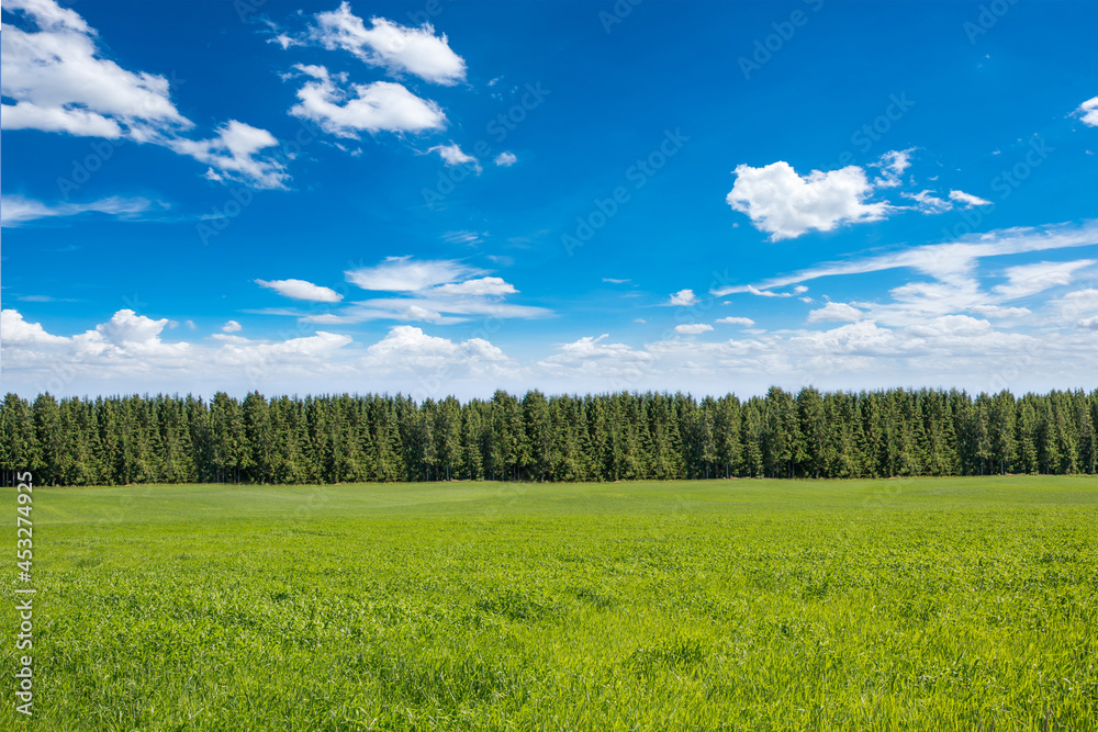 Green field, with pine forests and blue sky