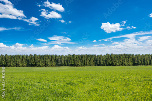 Green field, with pine forests and blue sky