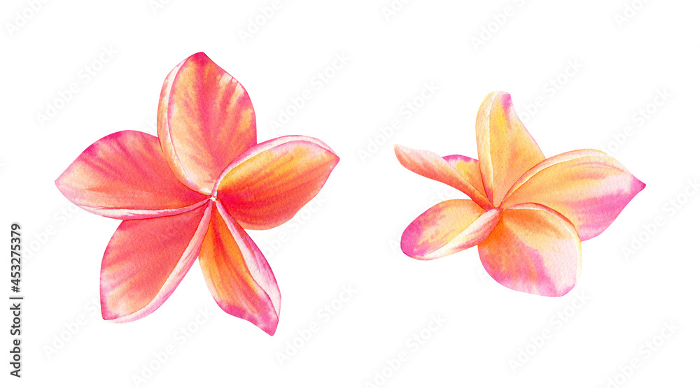 Watercolor plumeria flowers illustration. Botanical floral illustration with bright pink tropical flowers