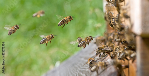 Am Bienenstock © C. Schüßler
