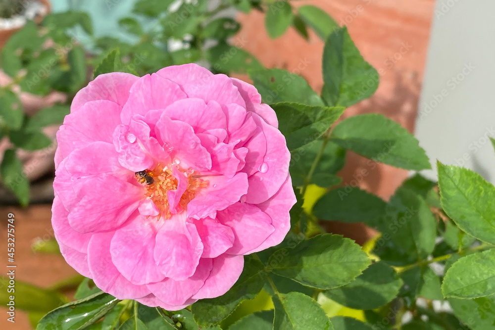 Pink rose in the green garden. For Valentines Day. Pink rose in the green garden. For Valentines Day.