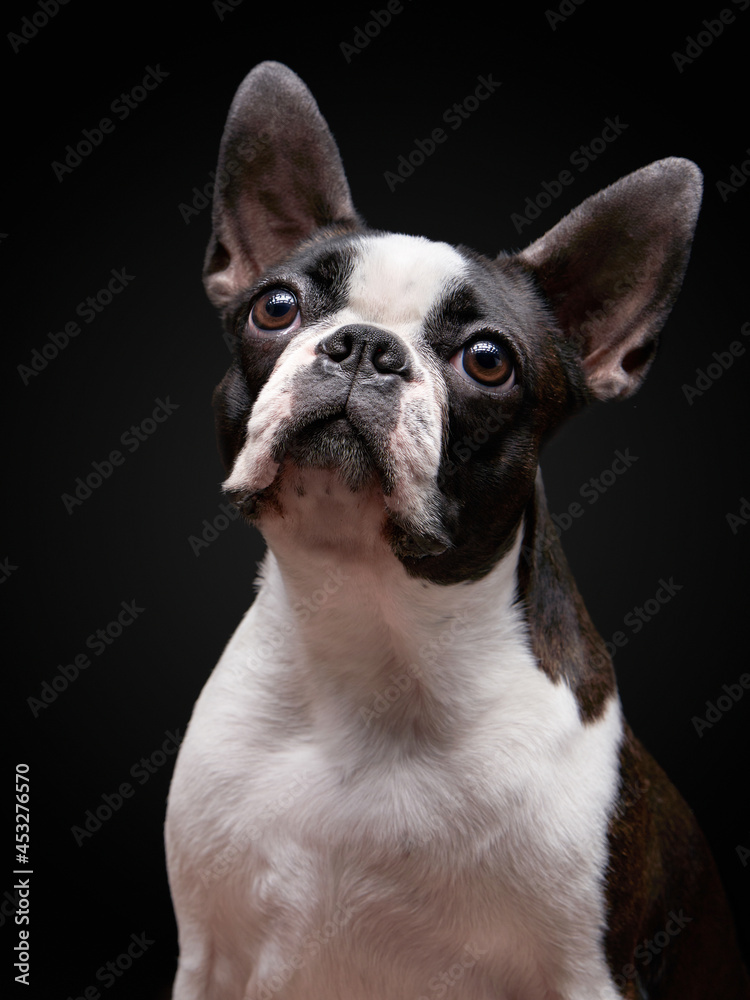 boston terrier on a black background in a photo studio. Dog portrait