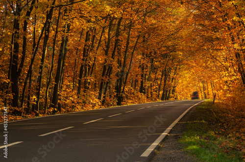 Asfaltowa droga w jesiennym lesie. Rosnące po obu stronach drogi drzewa przechylone są w jej stroną tworząc malowniczy tunel. Pomiędzy drzewami przebijają się promienie słoneczne.