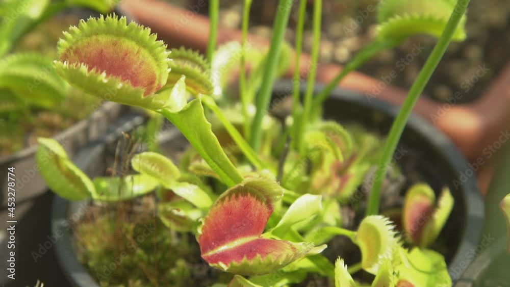 Vídeo do Stock CLOSE UP, DOF Exotic Dionaea muscipula plant opens up