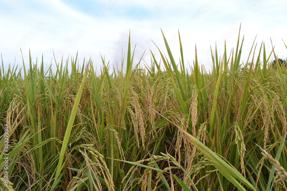 rice field rice field