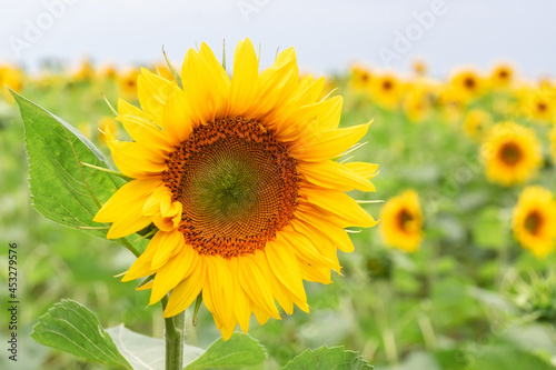 Sunflower field landscape..