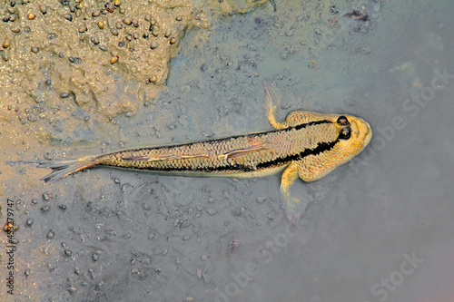 A giant mudskipper on mudflat photo