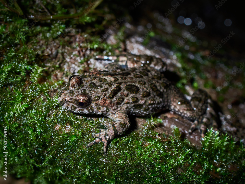 frog on the ground frog on the ground