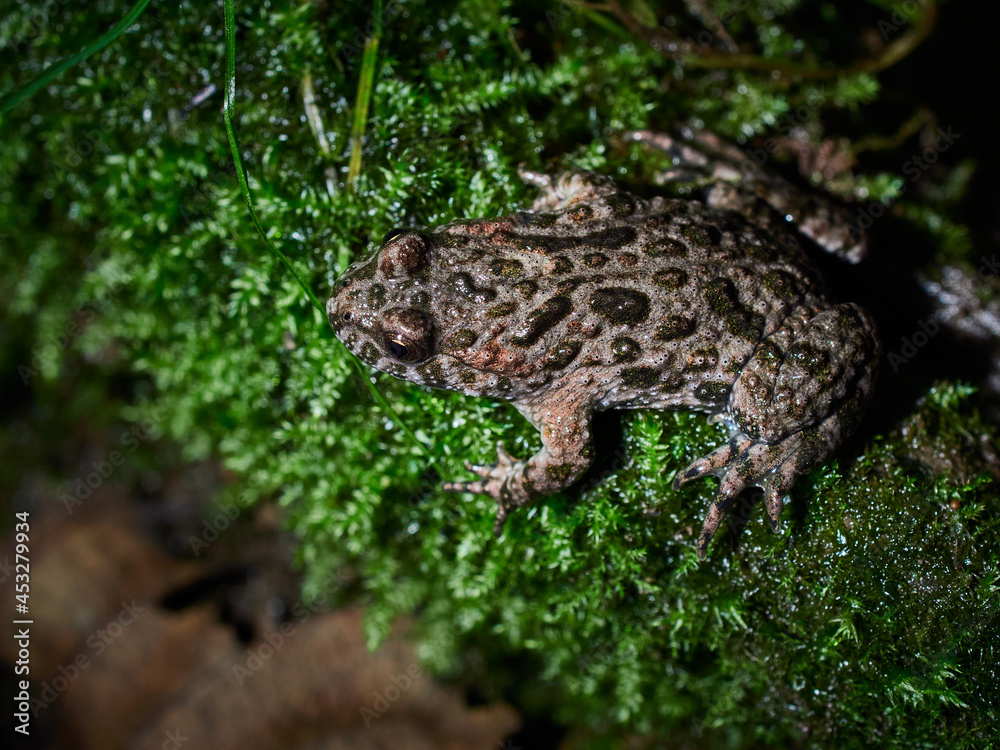frog in the grass frog in the grass