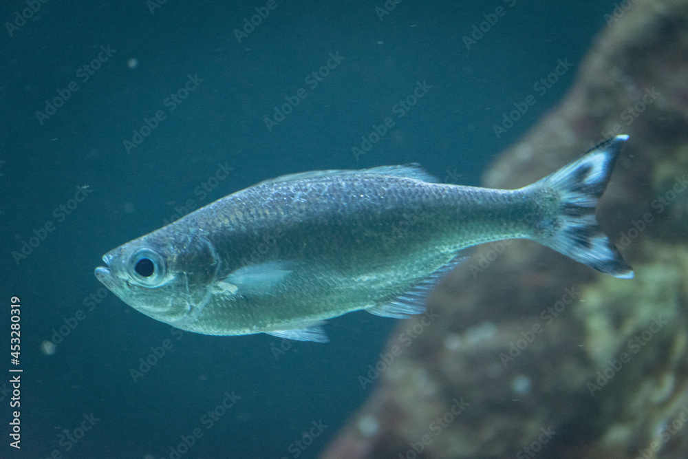 Pez en acuario
