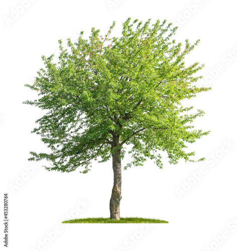 Freigestellter Kirschbaum vor einem wei  en Hintergrund