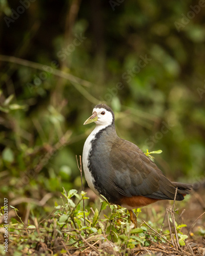 White breasted waterhen or Amaurornis phoenicurus portrait at keoladeo national park or bharatpur bird sanctuary rajasthan india