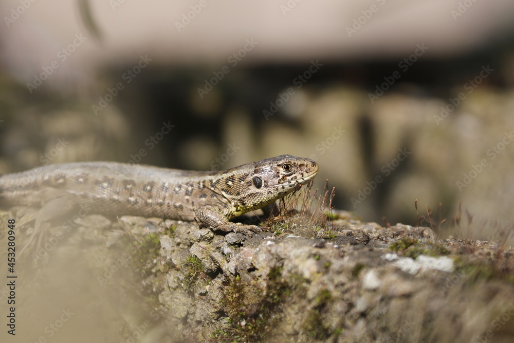 lizard on the rock lizard on the rock