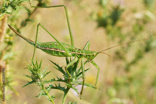 Closeup on a partogentic female of Saga pedo, the large bush circket photo