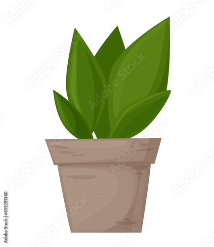 Plant in the pot. Ornamental home plant isolated on white background. Great plant for your design. Vector illustration. 