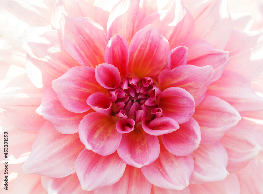 Fototapeta premium Close up of pink dahlia flower as background