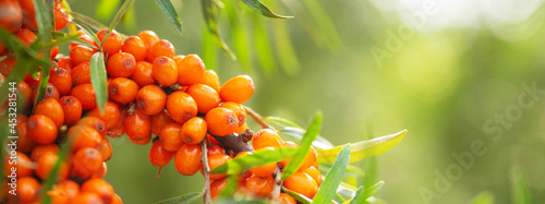 Canvas Print ripe sea buckthorn berries in a garden