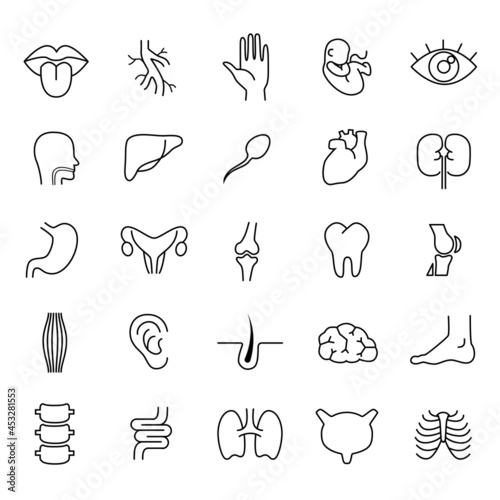 Human body parts, organs - vector linear icon set.