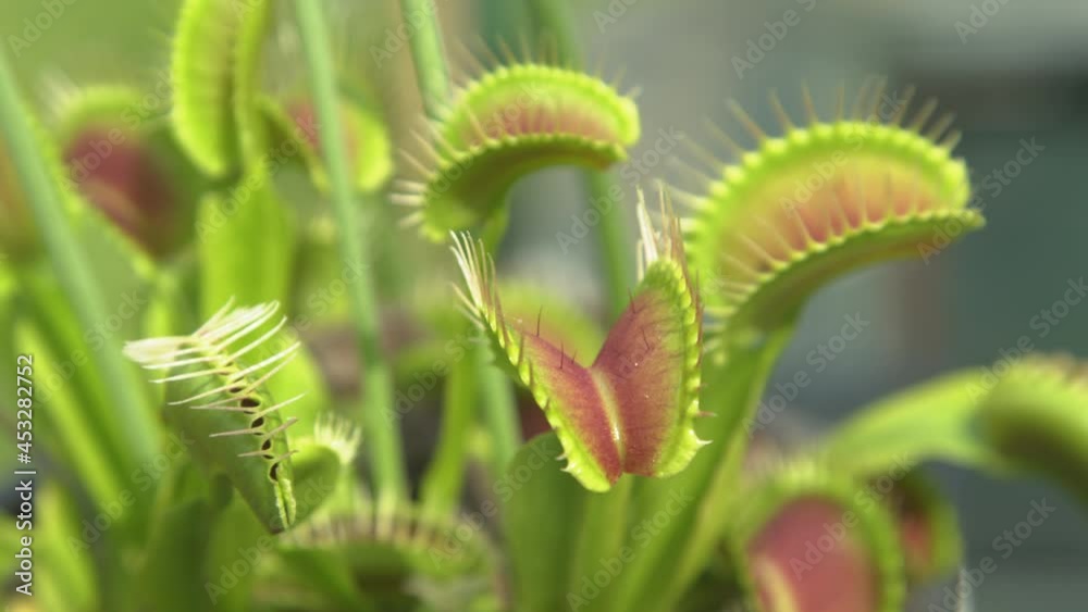 CLOSE UP, DOF: Dangerous wildflower opens up small trap leaves with sensitive bristles to catch its prey. Detailed shot of tropical venus flytrap flower and its traps opening up to attract insects. CLOSE UP, DOF: Dangerous wildflower opens up small trap leaves with sensitive bristles to catch its prey. Detailed shot of tropical venus flytrap flower and its traps opening up to attract insects.