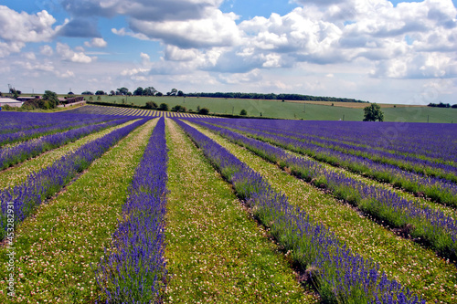 Lavender Field Summer Flowers Cotswolds Gloucestershire England