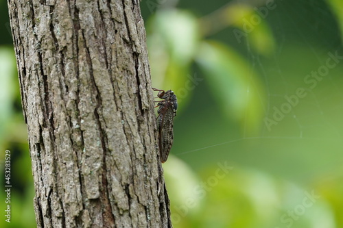 cicada on the tree
