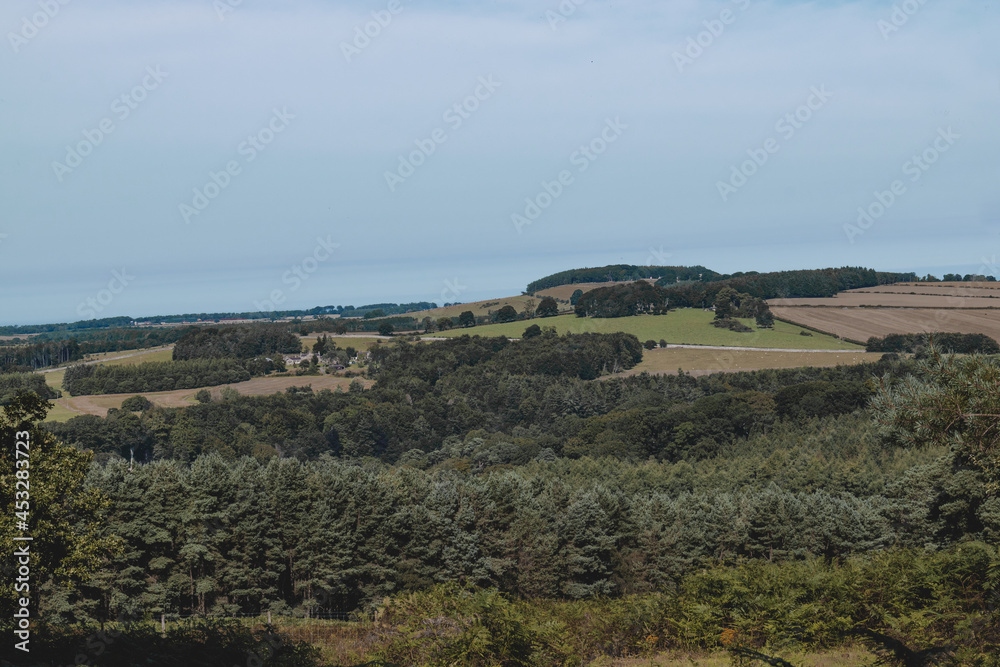 Amazing landscape of fields and forest