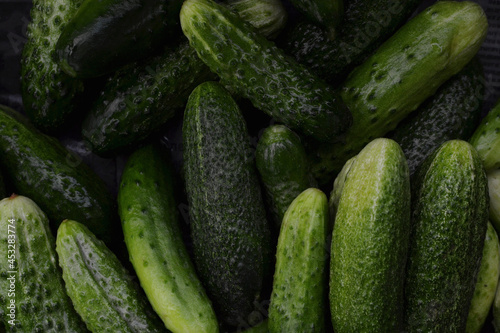 Ripe green cucumbers  freshly picked from the garden and washed with water  lie to dry in the open air  top view flat lay close-up.