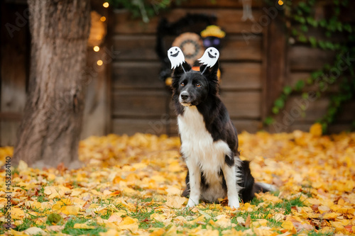 Dog in Halloween costume with pumpkin. Autumn Hollidays and celebration.